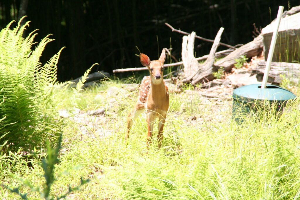 Deer (3)